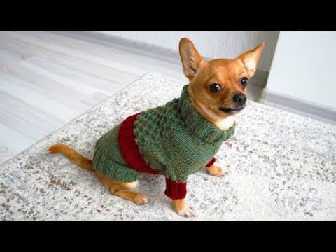 Easy Dog Sweater Knitting Pattern (Step-by-Step Tutorial)