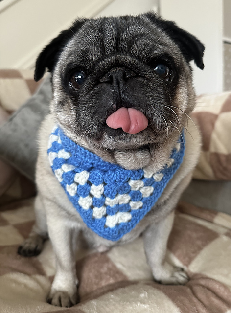 Pet Bandana